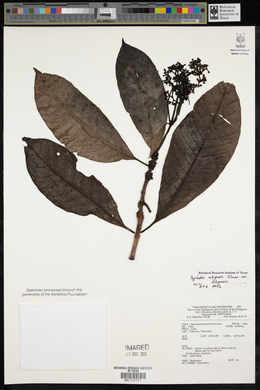 Psychotria rubiginosa var. rubiginosa image