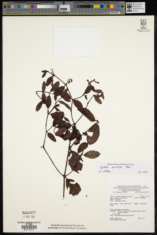 Psychotria sarcocarpa image