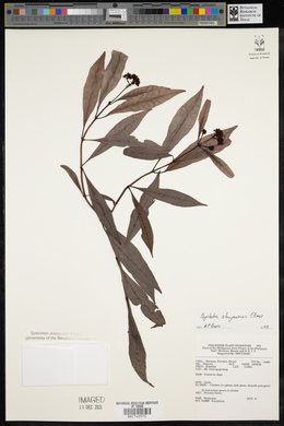 Psychotria sibuyanensis image