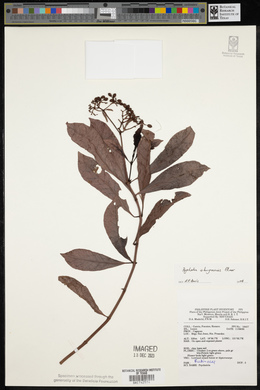 Psychotria sibuyanensis image