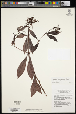 Psychotria sibuyanensis image