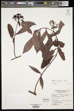 Psychotria sibuyanensis image