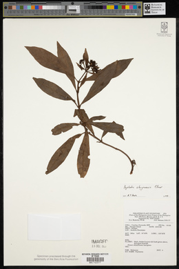 Psychotria sibuyanensis image