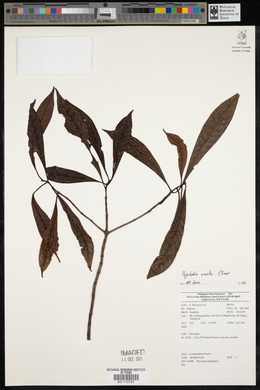 Psychotria gitingensis image