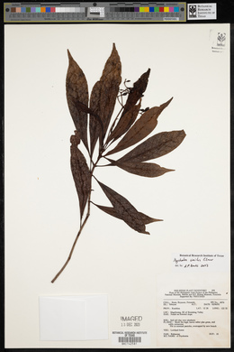 Psychotria gitingensis image