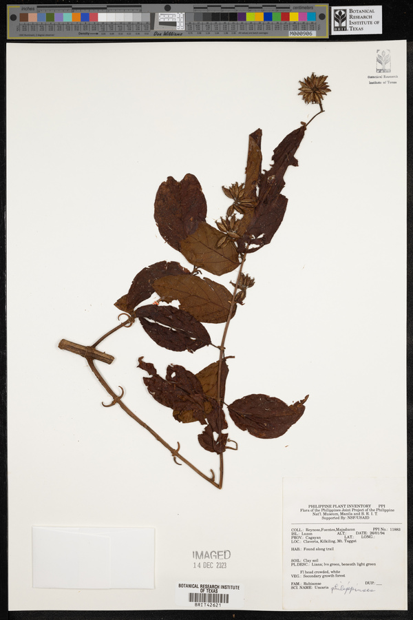 Uncaria lanosa f. philippinensis image