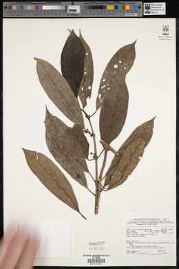 Media resource of Urophyllum memecyloides