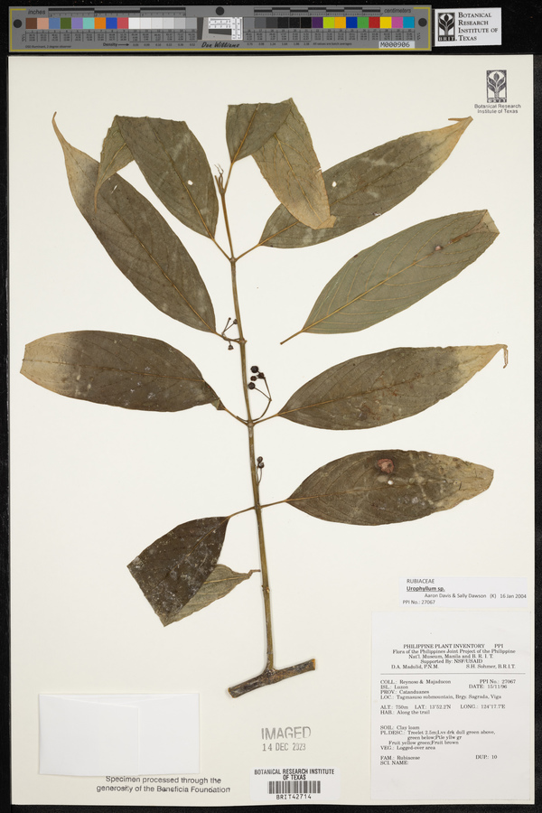 Urophyllum image