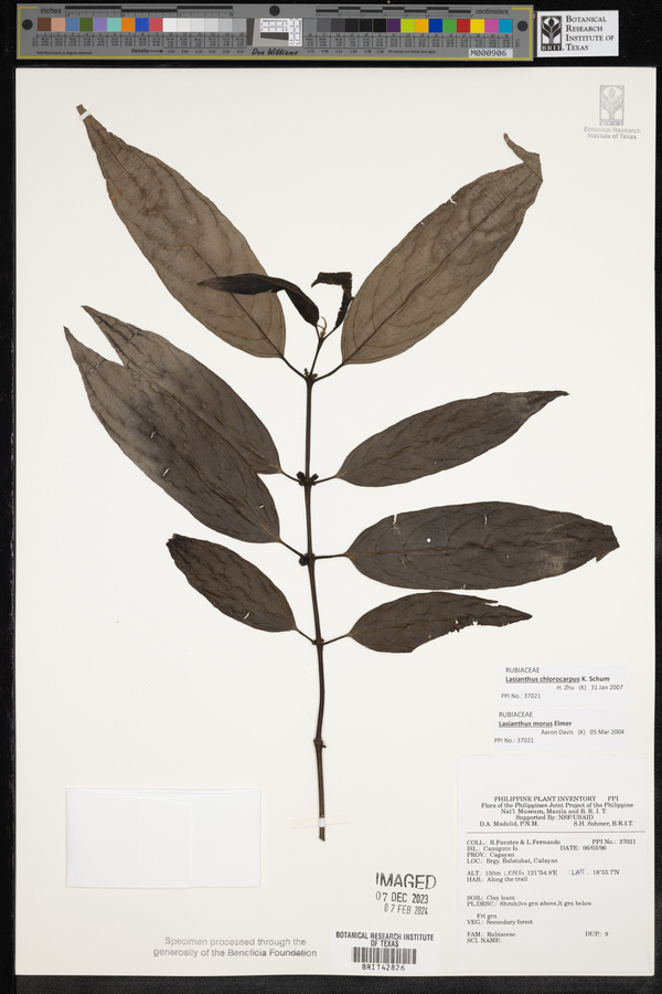 Lasianthus chlorocarpus image