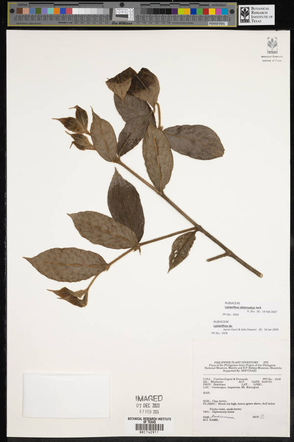 Lasianthus attenuatus image