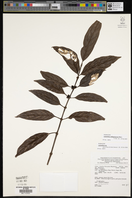 Lasianthus obliquinervis image