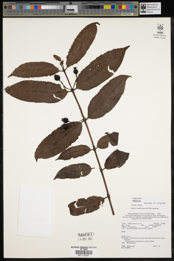 Villaria image