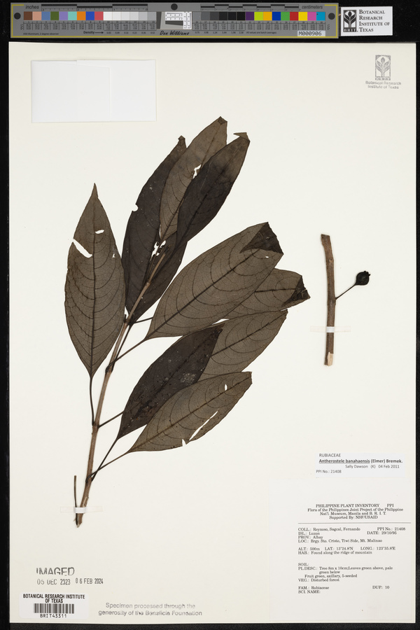 Antherostele banahaensis image