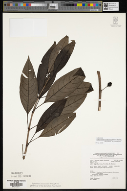 Antherostele banahaensis image