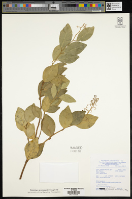 Atalantia paniculata image