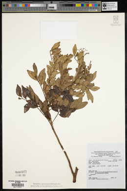 Image of Clausena anisum-olens