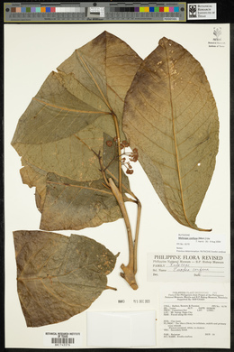Melicope frutescens image