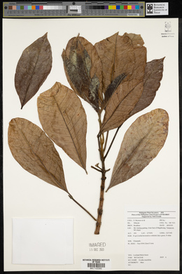 Melicope crassifolia image