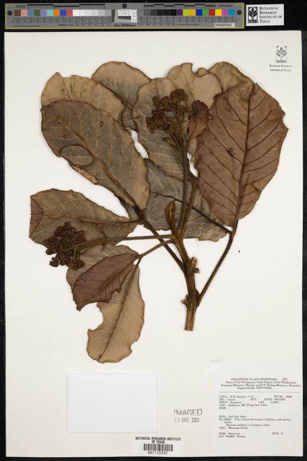 Euodia image