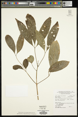 Melicope triphylla image