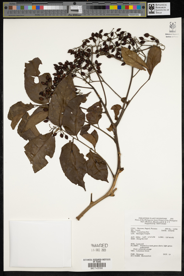 Micromelum image