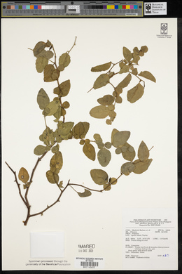 Triphasia trifolia image