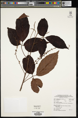 Image of Allophylus grossedentatus