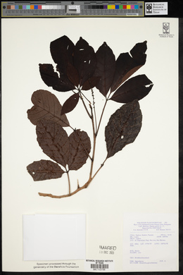 Allophylus grossedentatus image