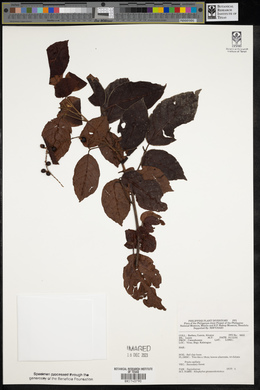 Allophylus grossedentatus image