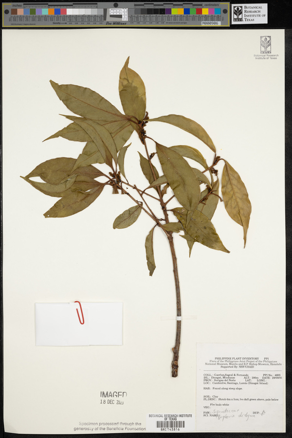 Litchi chinensis subsp. philippinensis image