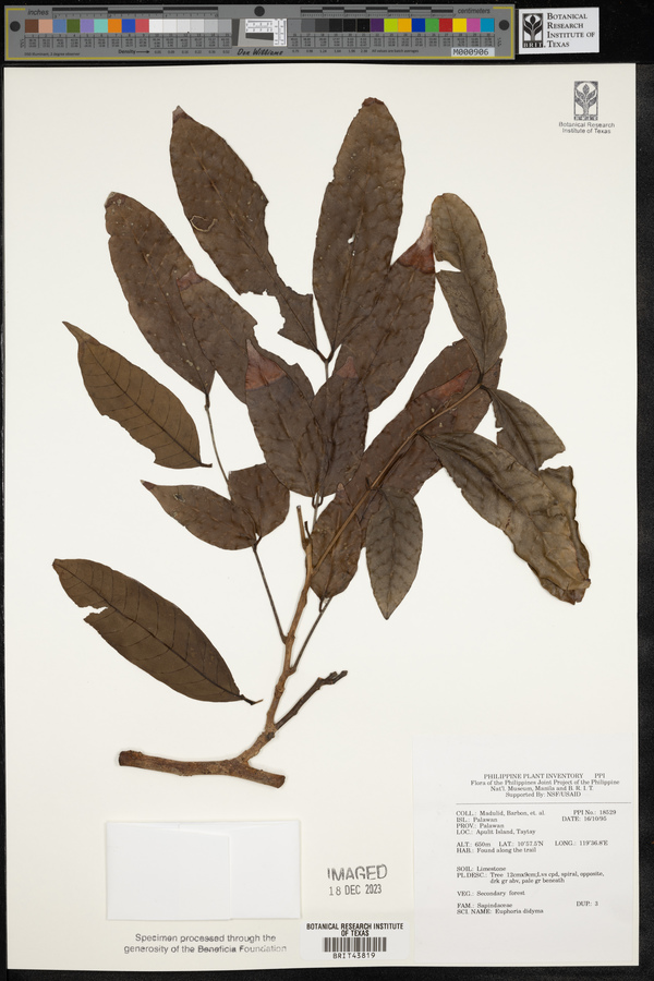 Litchi chinensis subsp. philippinensis image