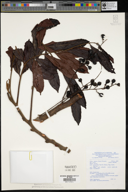 Gloeocarpus patentivalvis image