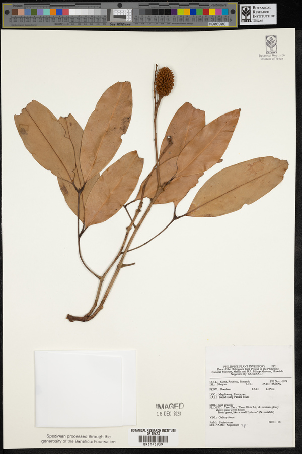 Nephelium image
