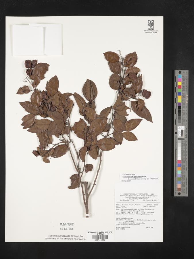 Terminalia polyantha image