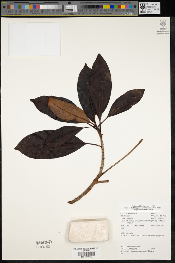 Palaquium lanceolatum image