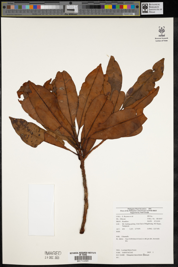 Palaquium lanceolatum image