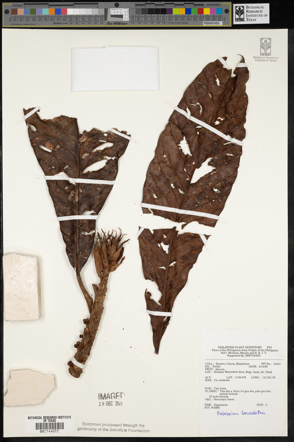 Palaquium lanceolatum image