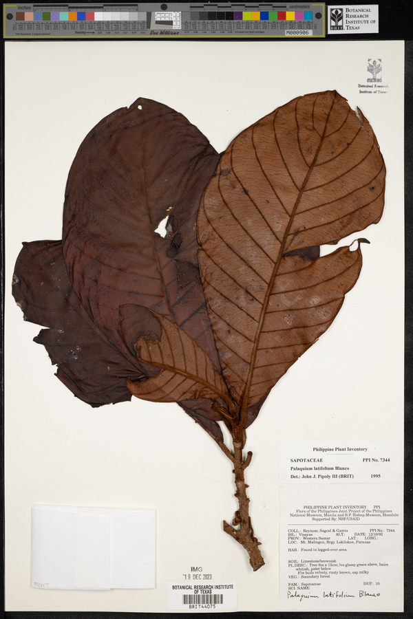 Palaquium latifolium image