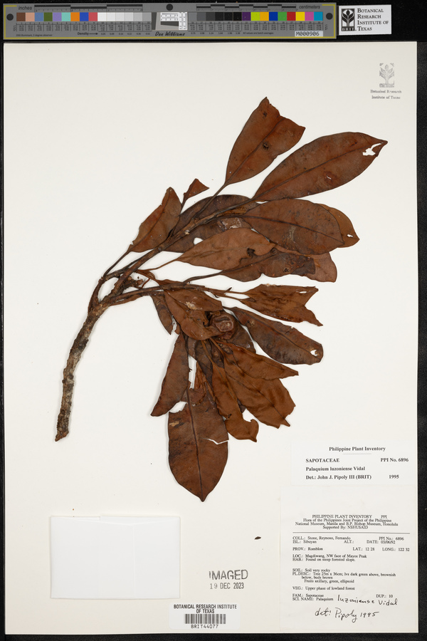 Palaquium luzoniense image