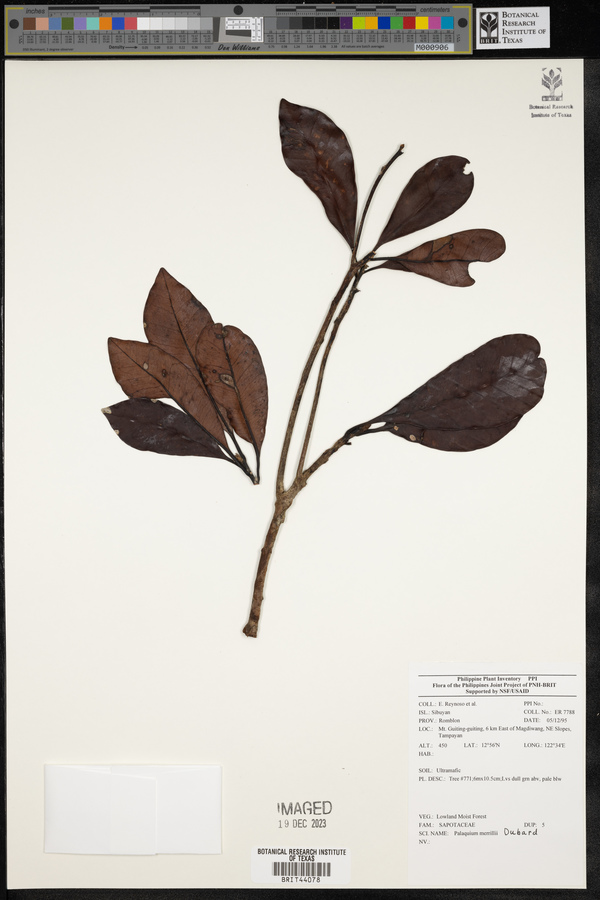 Palaquium merrillii image