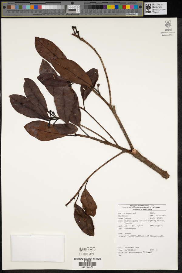 Palaquium merrillii image