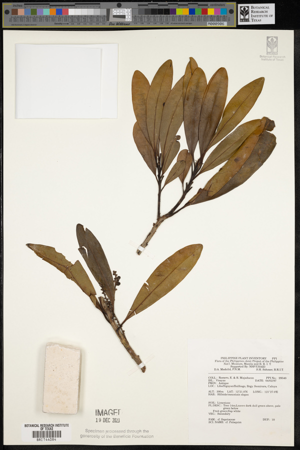 Palaquium image