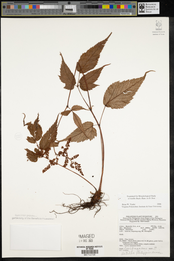 Astilbe philippinensis image