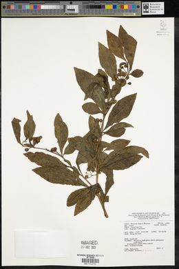 Solanum biflorum image
