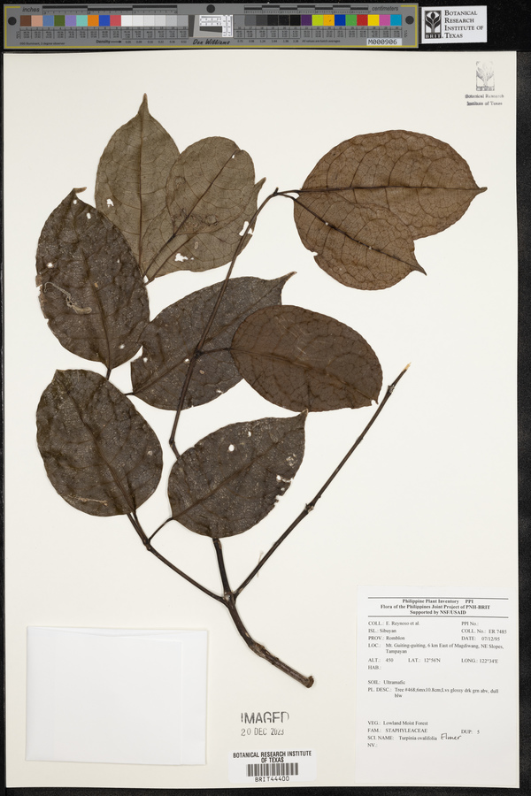 Staphylea ovalifolia image