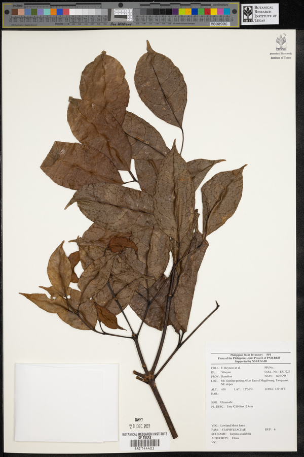 Staphylea ovalifolia image