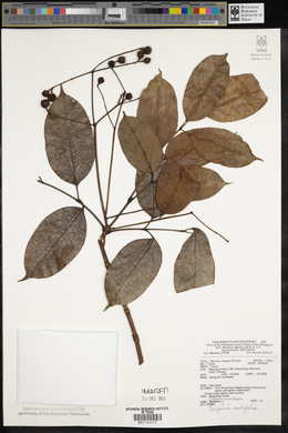 Staphylea ovalifolia image
