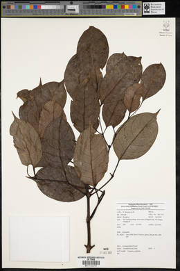 Staphylea ovalifolia image