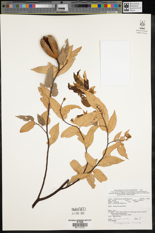 Pterospermum niveum image