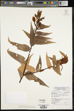 Image of Pterospermum obliquum
